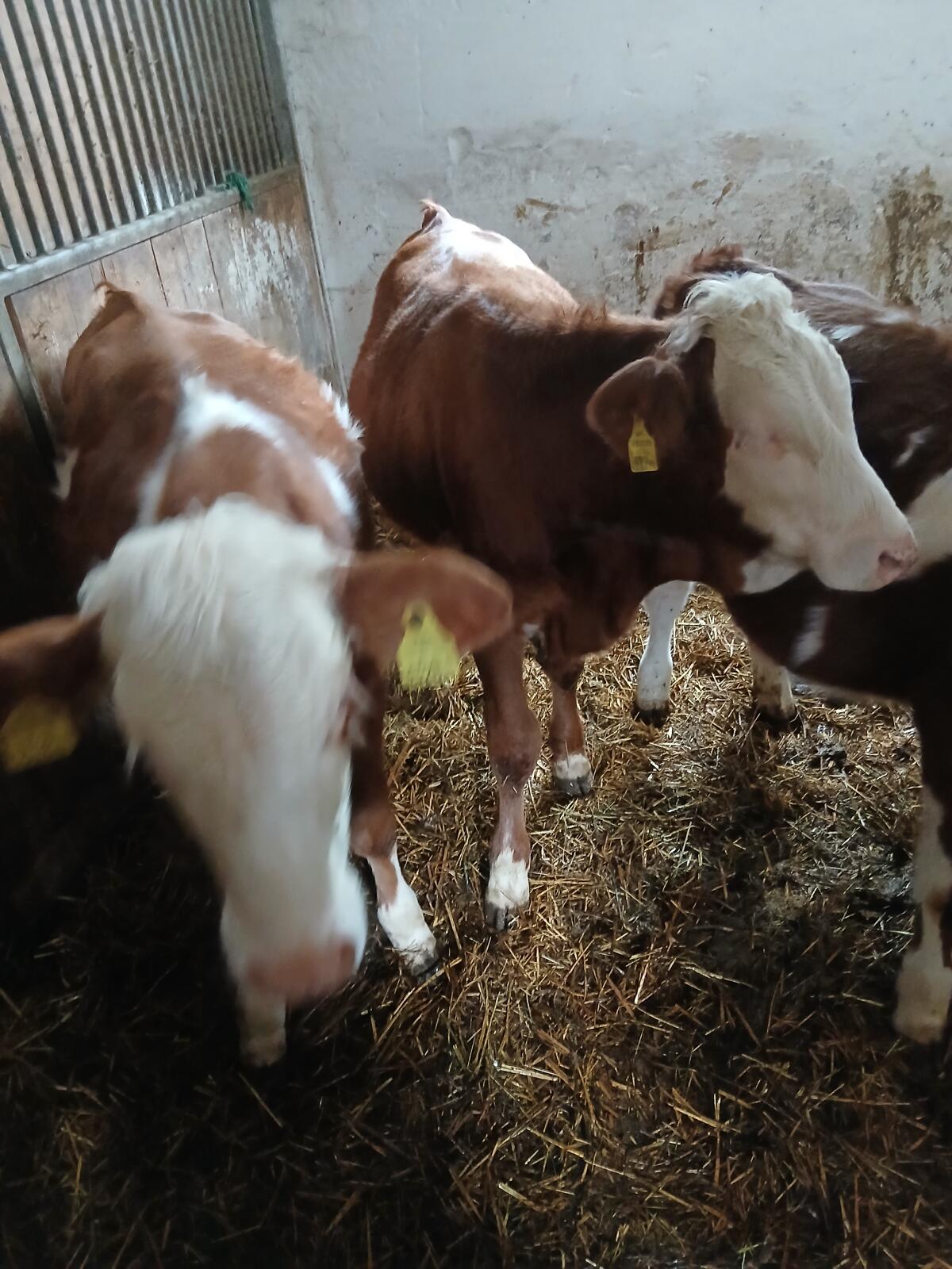 Fresser-FV weiblich 3