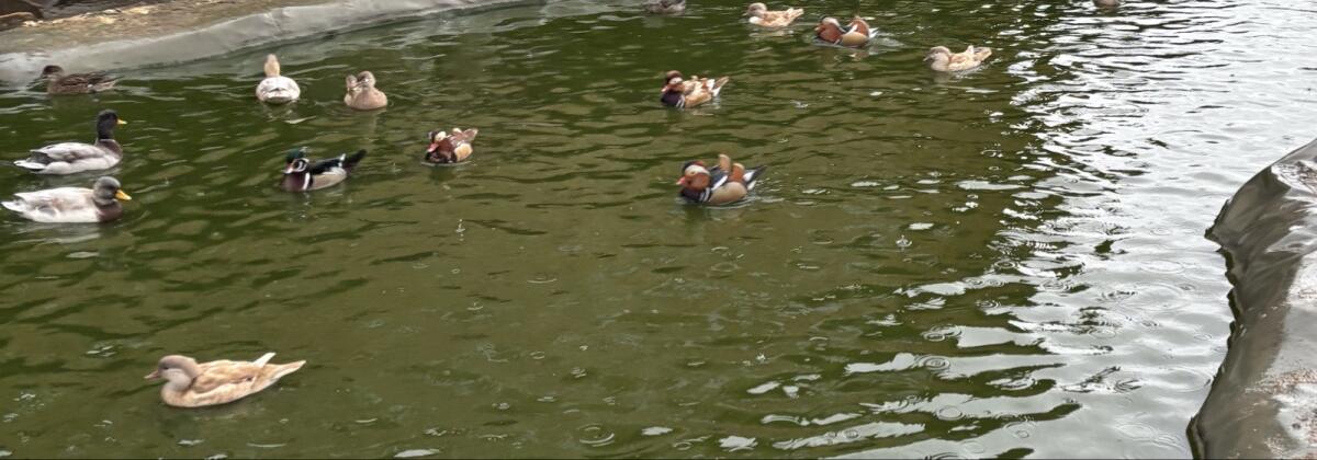 Enten 3