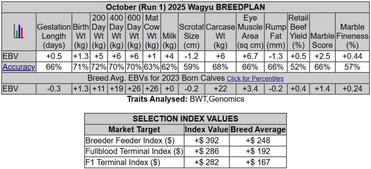 Wagyu Sperma 3