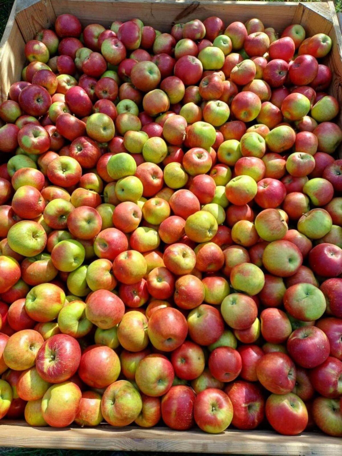 Äpfel Topaz 2