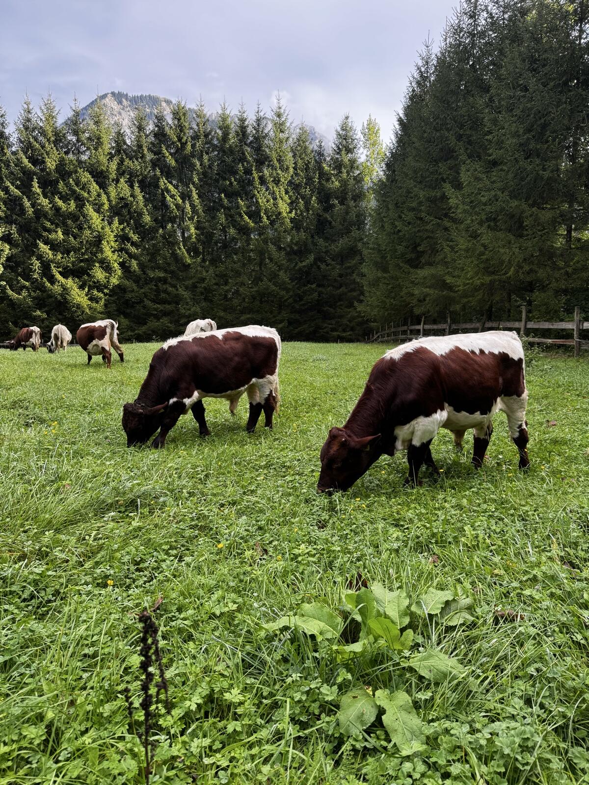 Pinzgauer Stier Bio 2