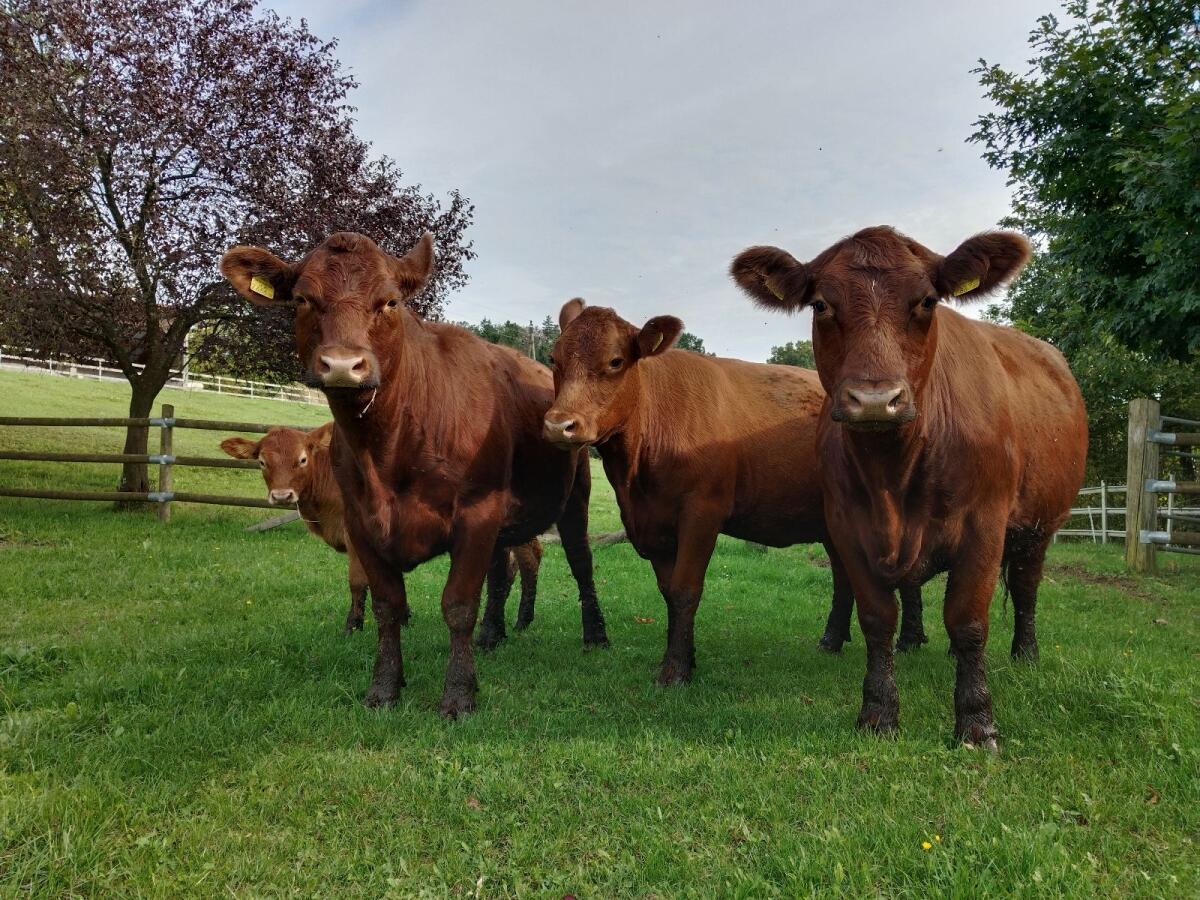 Bio Angus Rinder 2