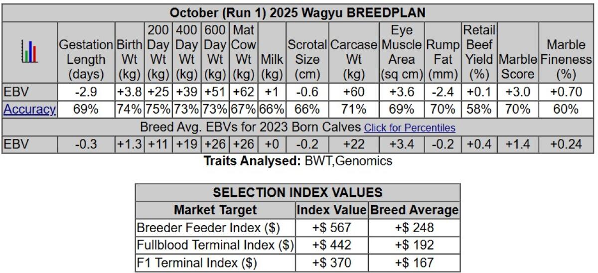Wagyu Sperma 2