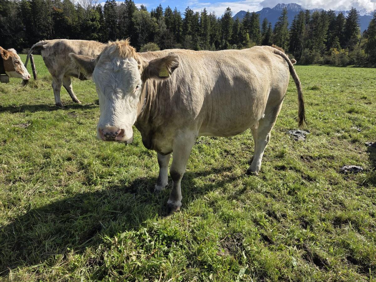 Verkaufe Kalbinnen BIO 3