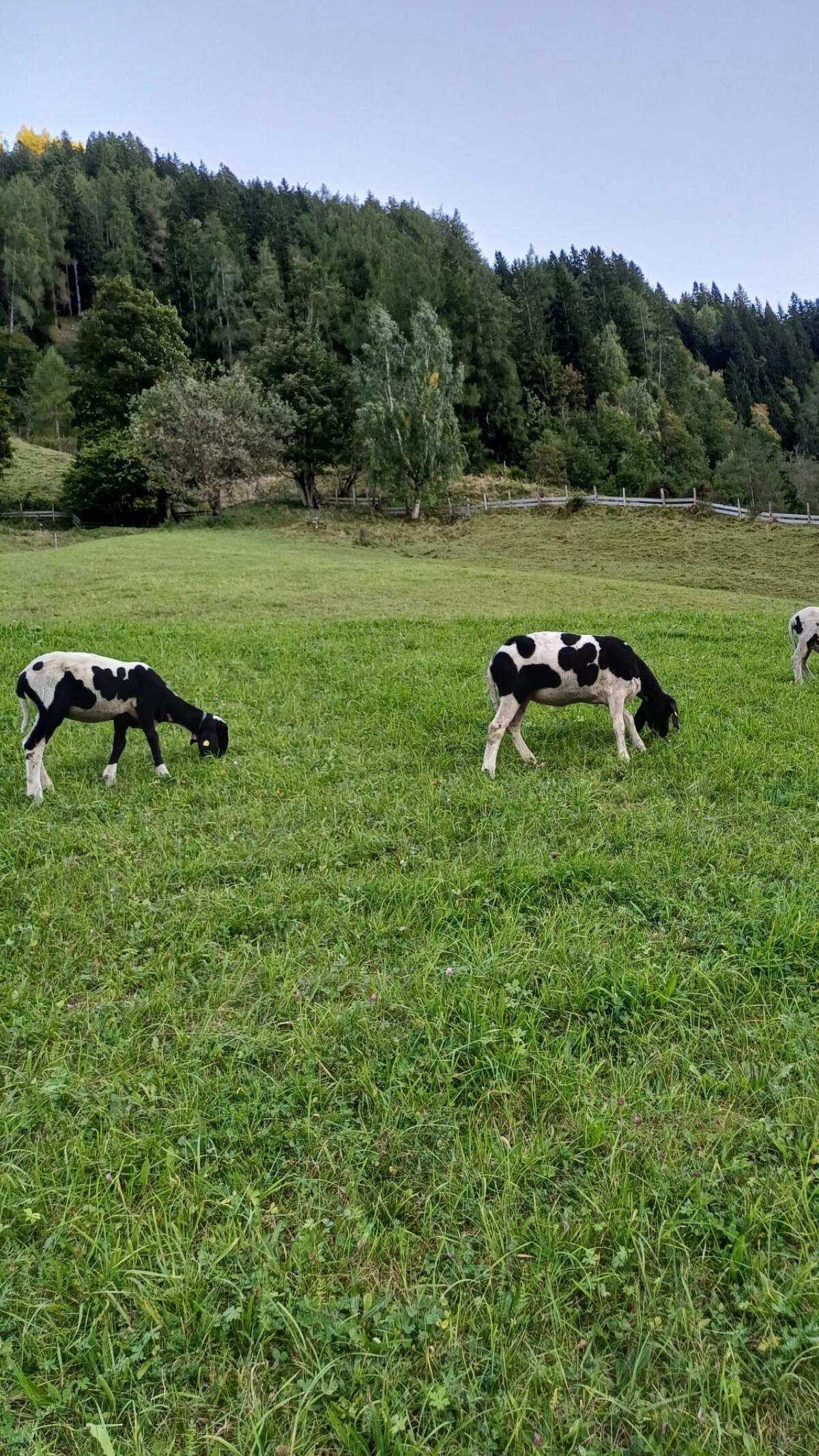 Braunes Bergschaf - schwarz gescheckt 2