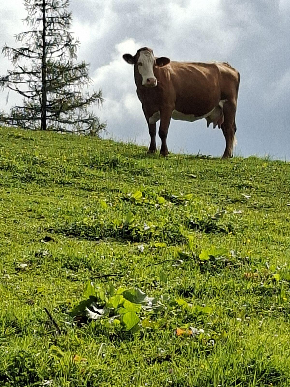 Suche Bio-Mutterkuh 1