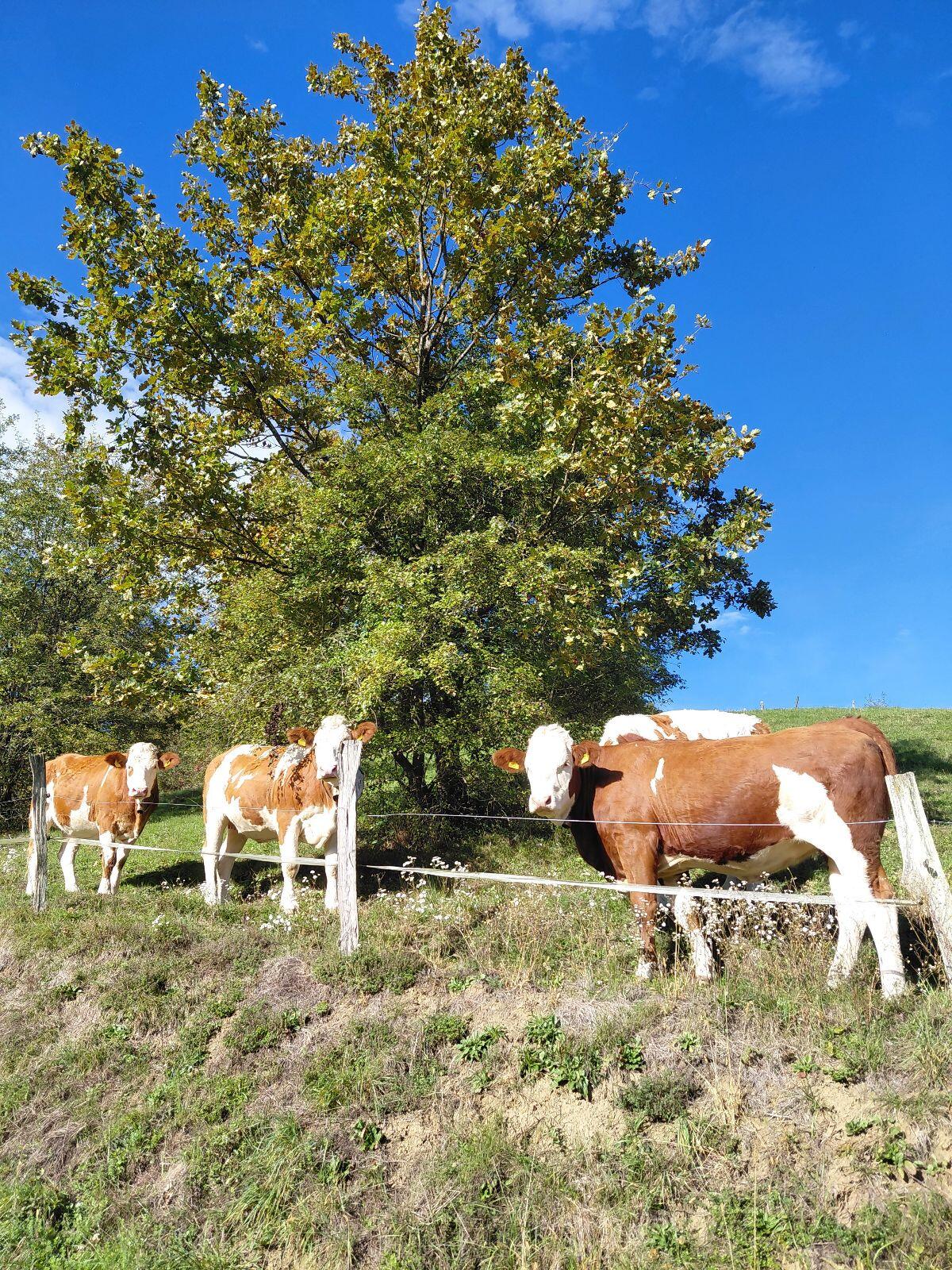 Verkaufe 2 trächtige Bio Kalbinnen 2