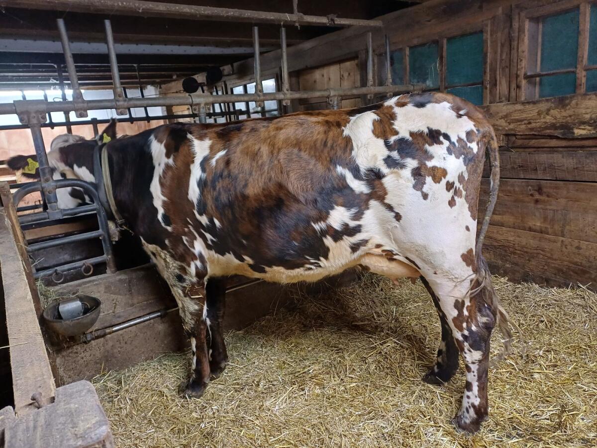 Reinrassige Normande Erstlingskuh, Bio 1