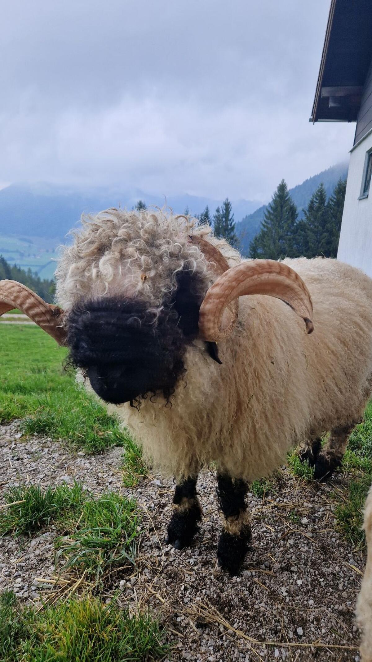 Walliser Schwarznasenschaf Widder, BIO 3