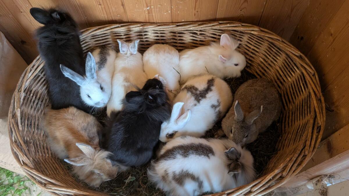 Löwenkopf Zwergkaninchen in allen Farben 2