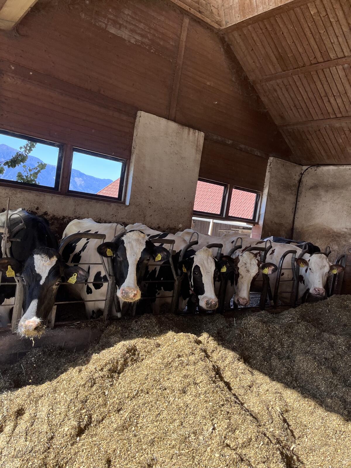 Holstein Kühe 1