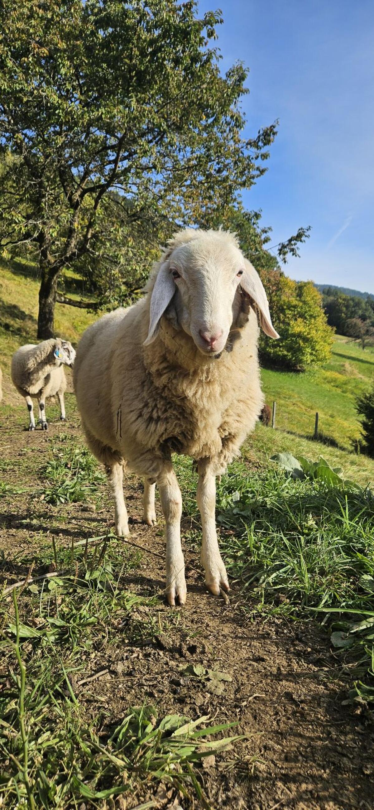 Weibliche Jungschafherde 2