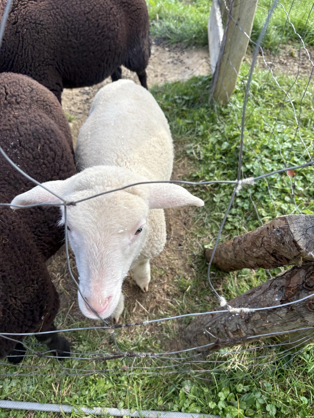 Merino Bocklamm 1