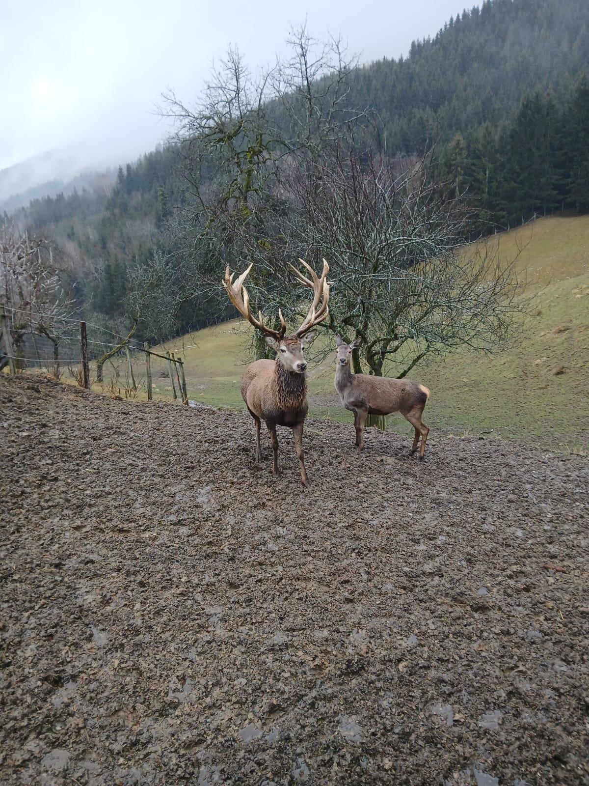 Rot- und Damwild für Zucht 3