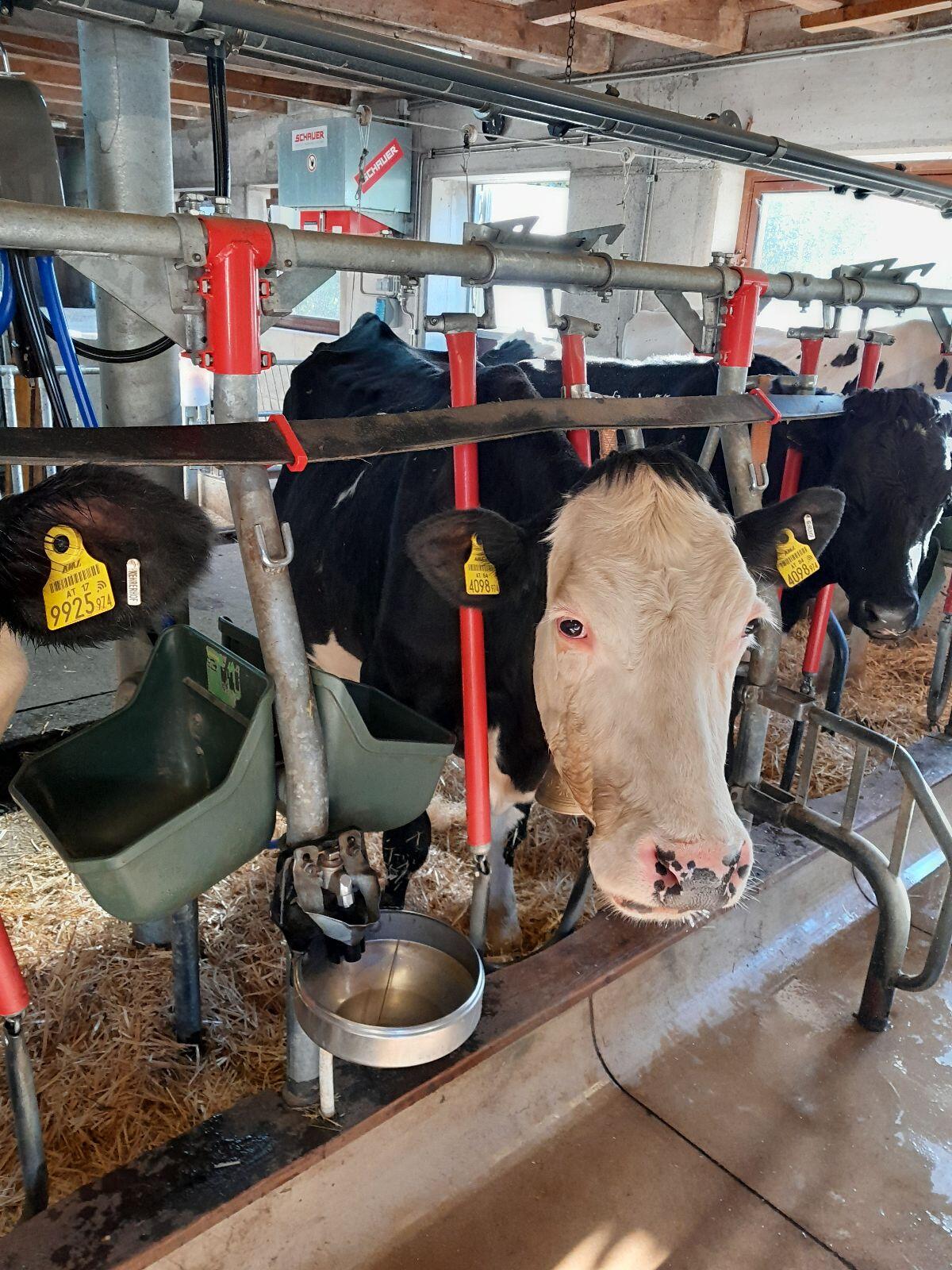 Fleckvieh x Holstein Kuh 2