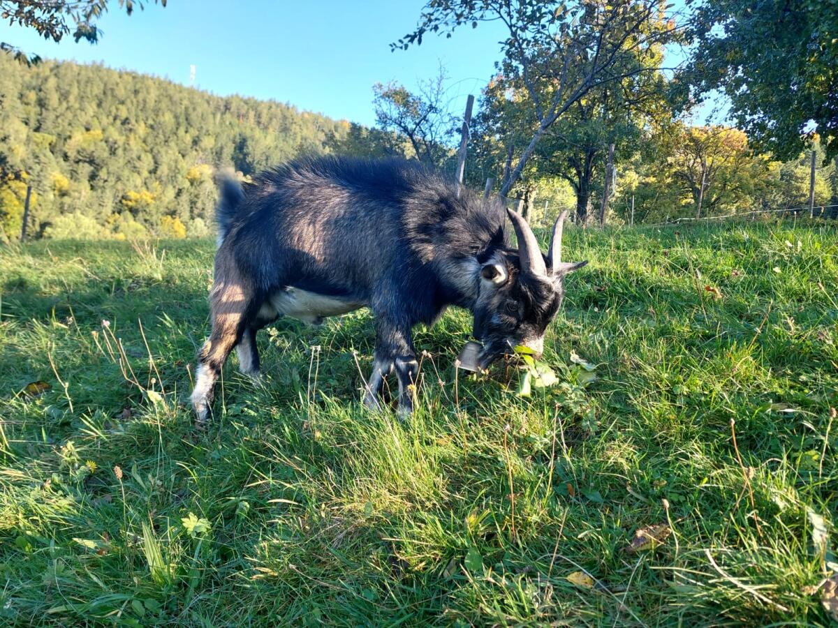 Zwergziegenbock 10 Monate 3