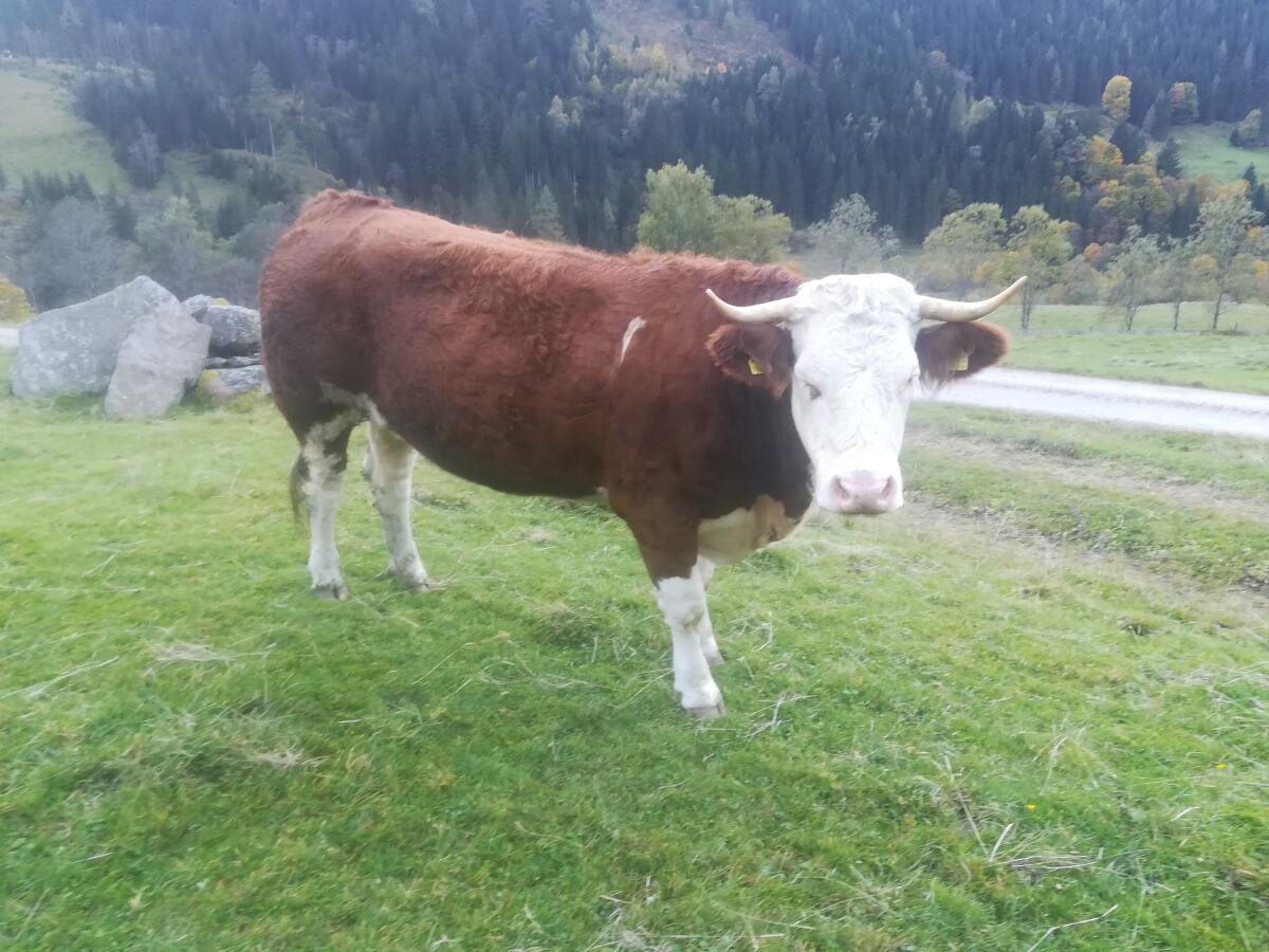 Bio Fleckvieh Kalbin trächtig zu verkaufen 2