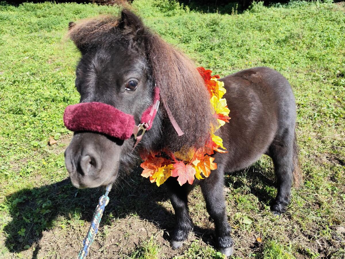 Verkaufe Mini Shetlandpony Wallach 3