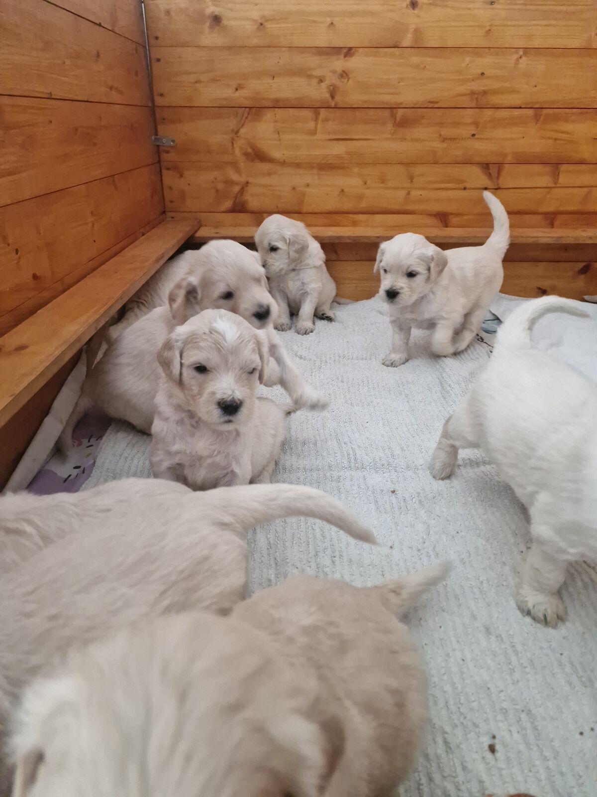 Goldendoodle F1b Wurfankündigung 3