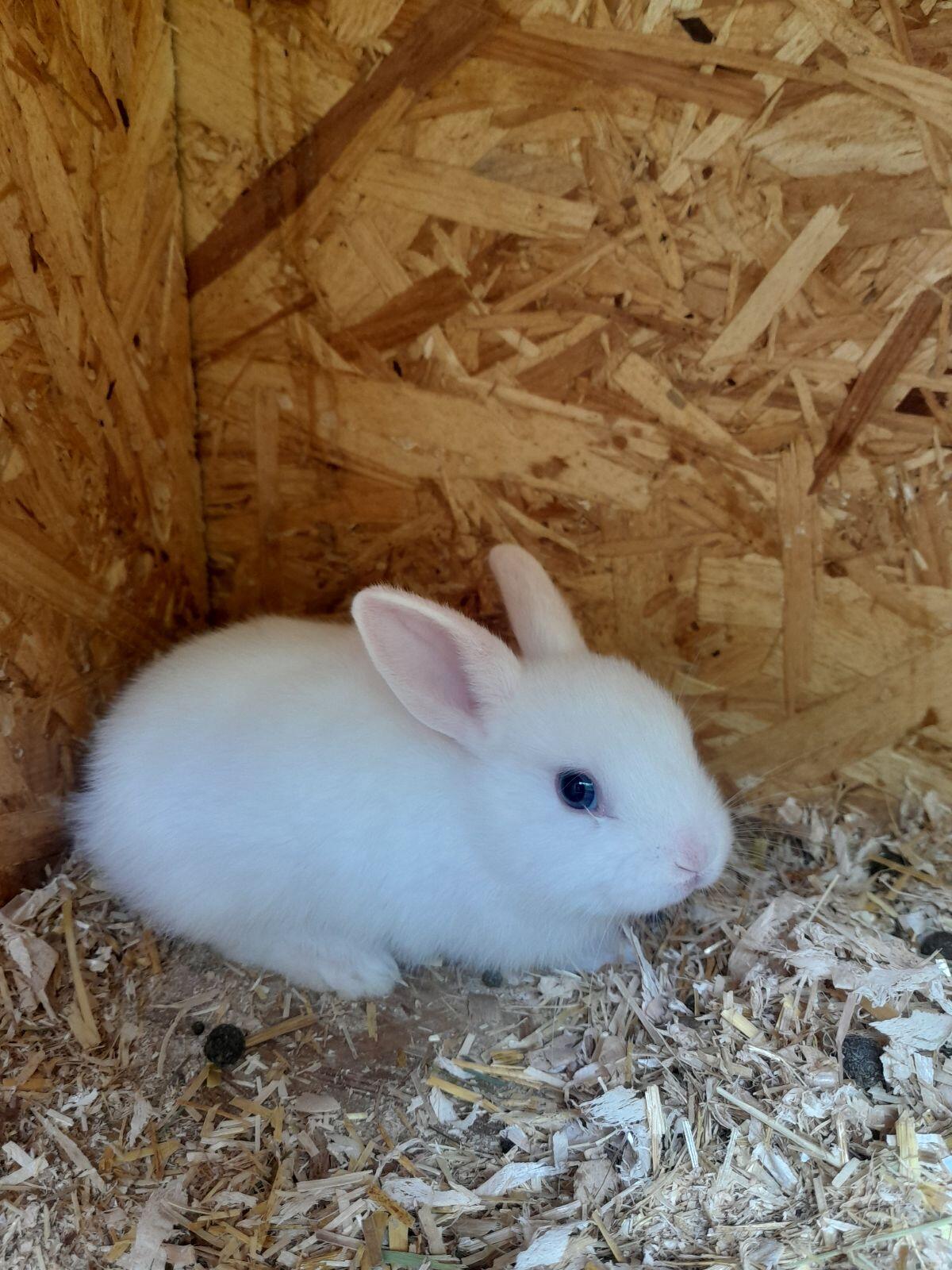 Löwenkopf Zwergkaninchen 2