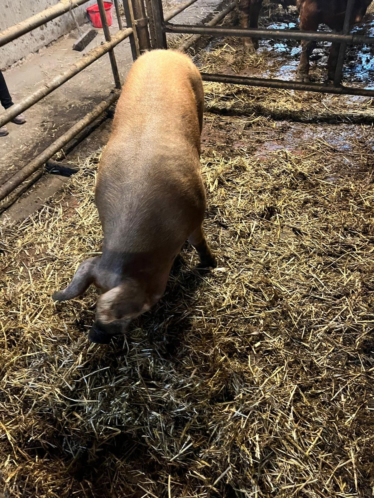 Zucht Eber Duroc x Pietrain 1