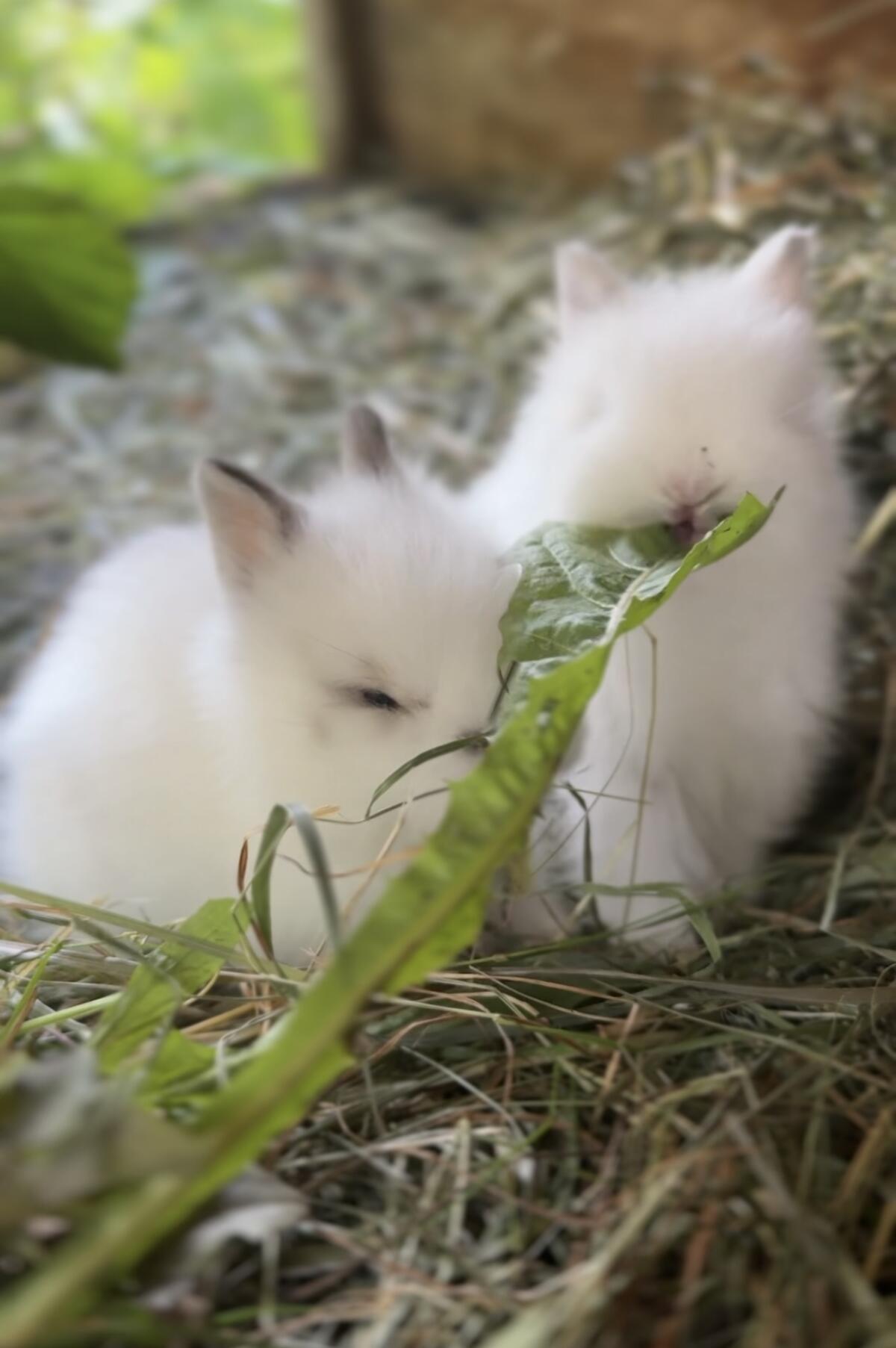 Reinrassige Teddyzwergkaninchen 1