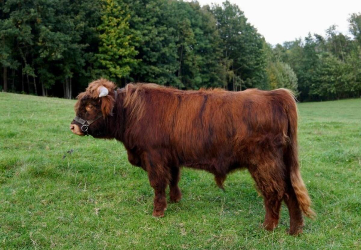 Hochĺandrinder Jungstier,  bio 1