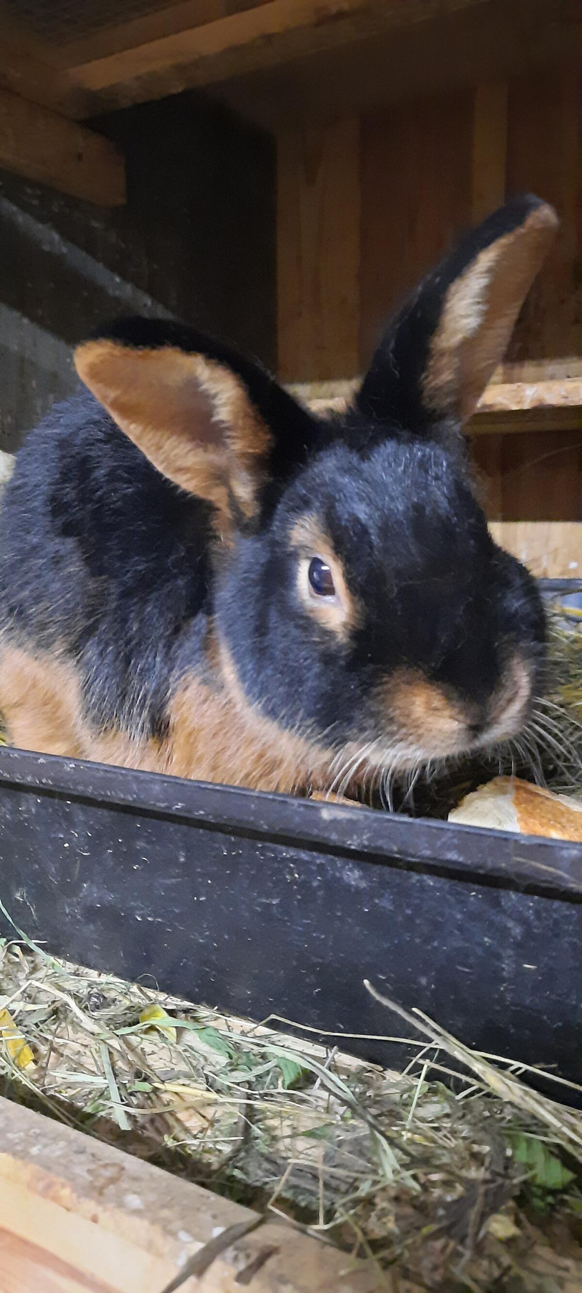 Lohkaninchen schwarz 1