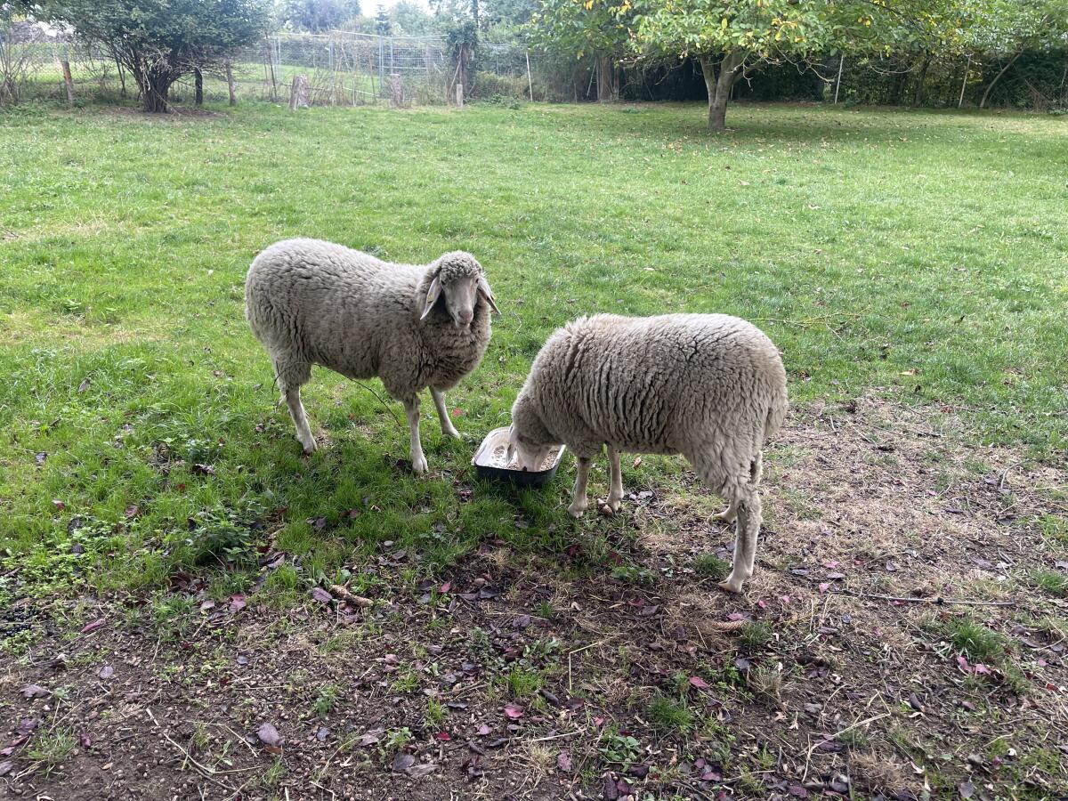 2 Merino Schafe weiblich 1