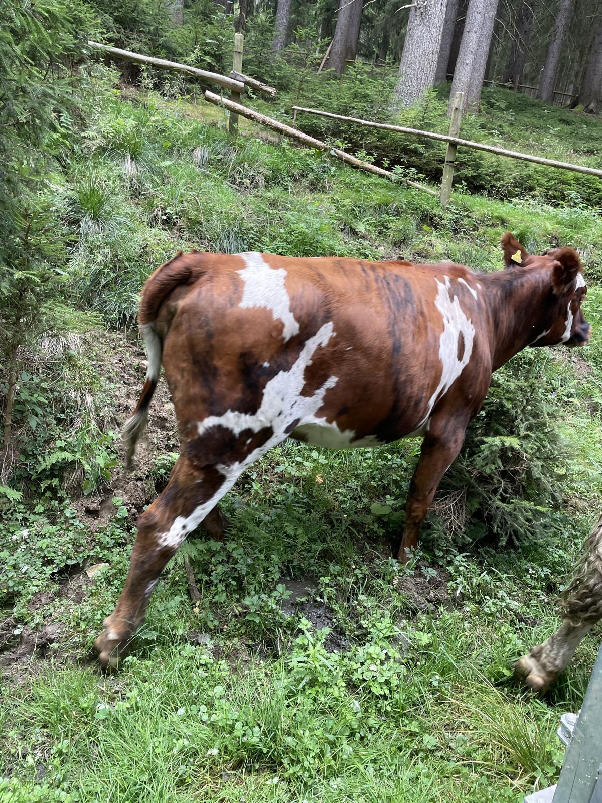Normande x Fleckvieh Kalbin 3