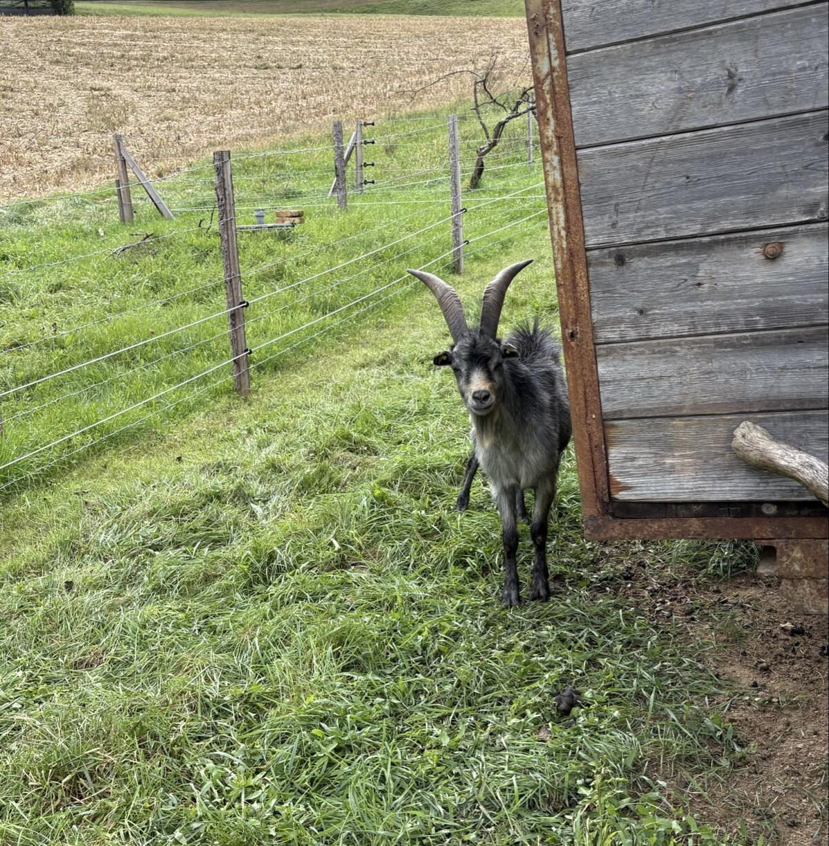 Blobe Bock 2