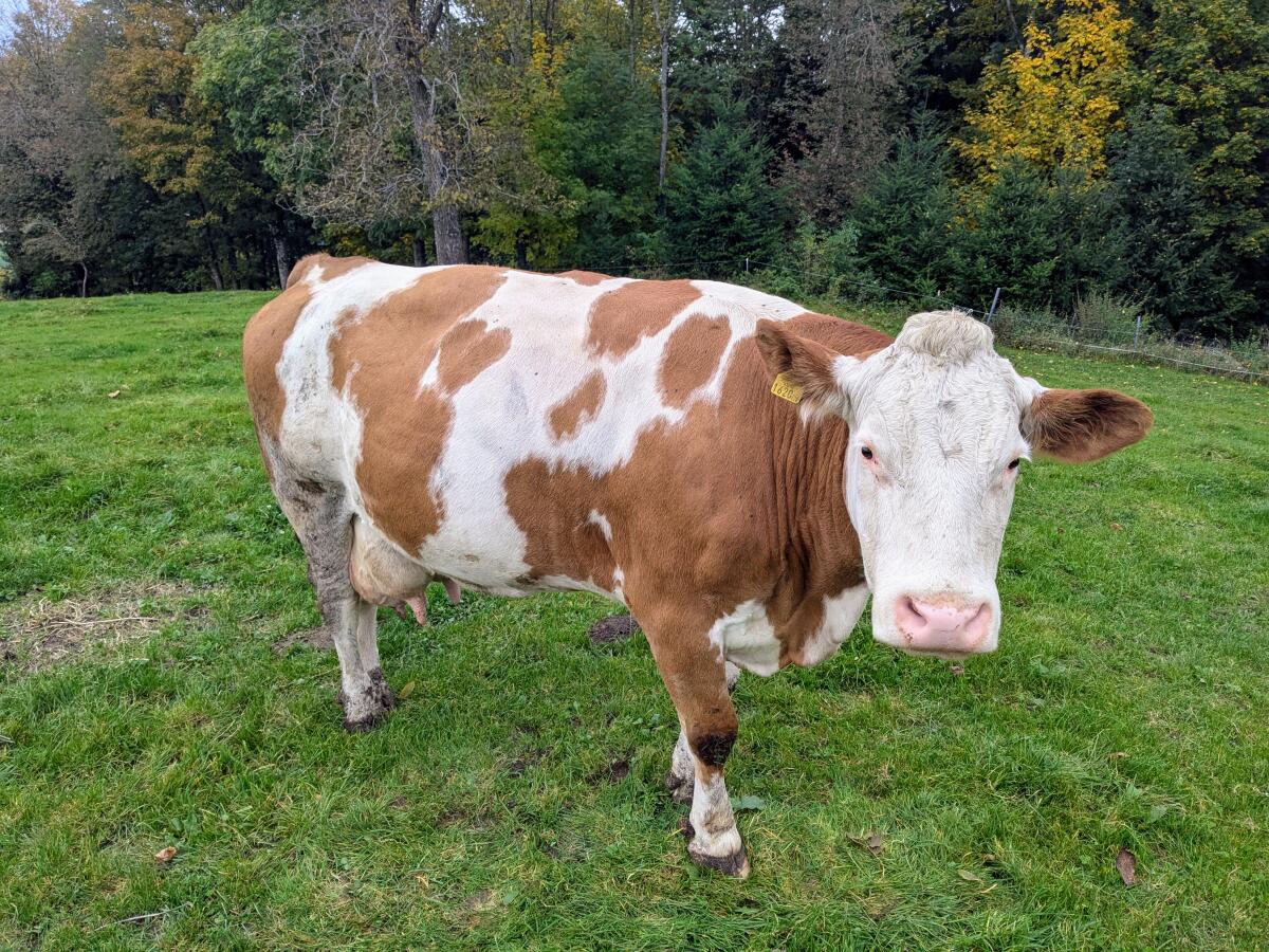 Verkaufe Bio-Mutterkühe mit Kalb (Weidehaltung) 3