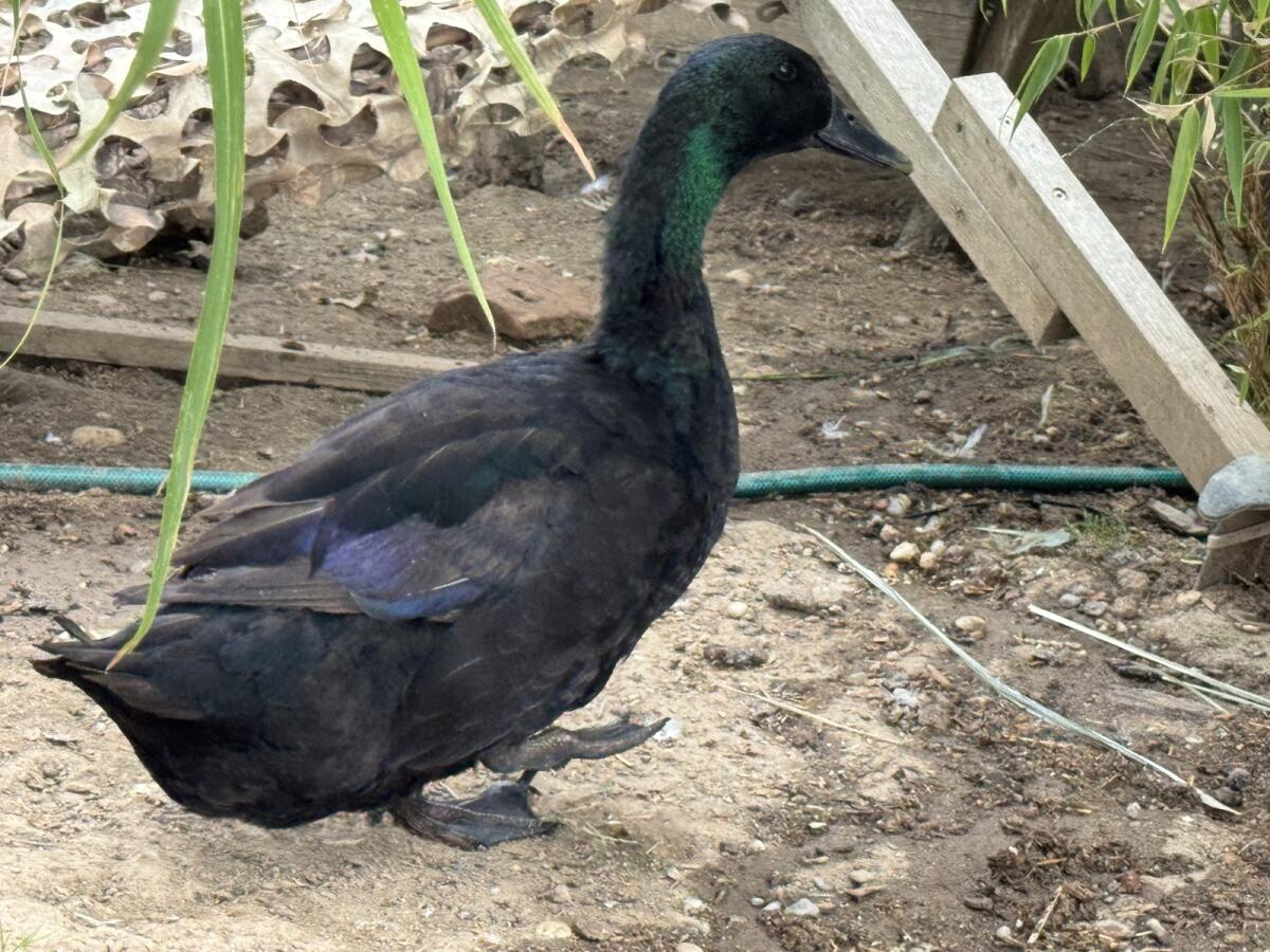 Cayuga Enten Zuchtgruppe 2