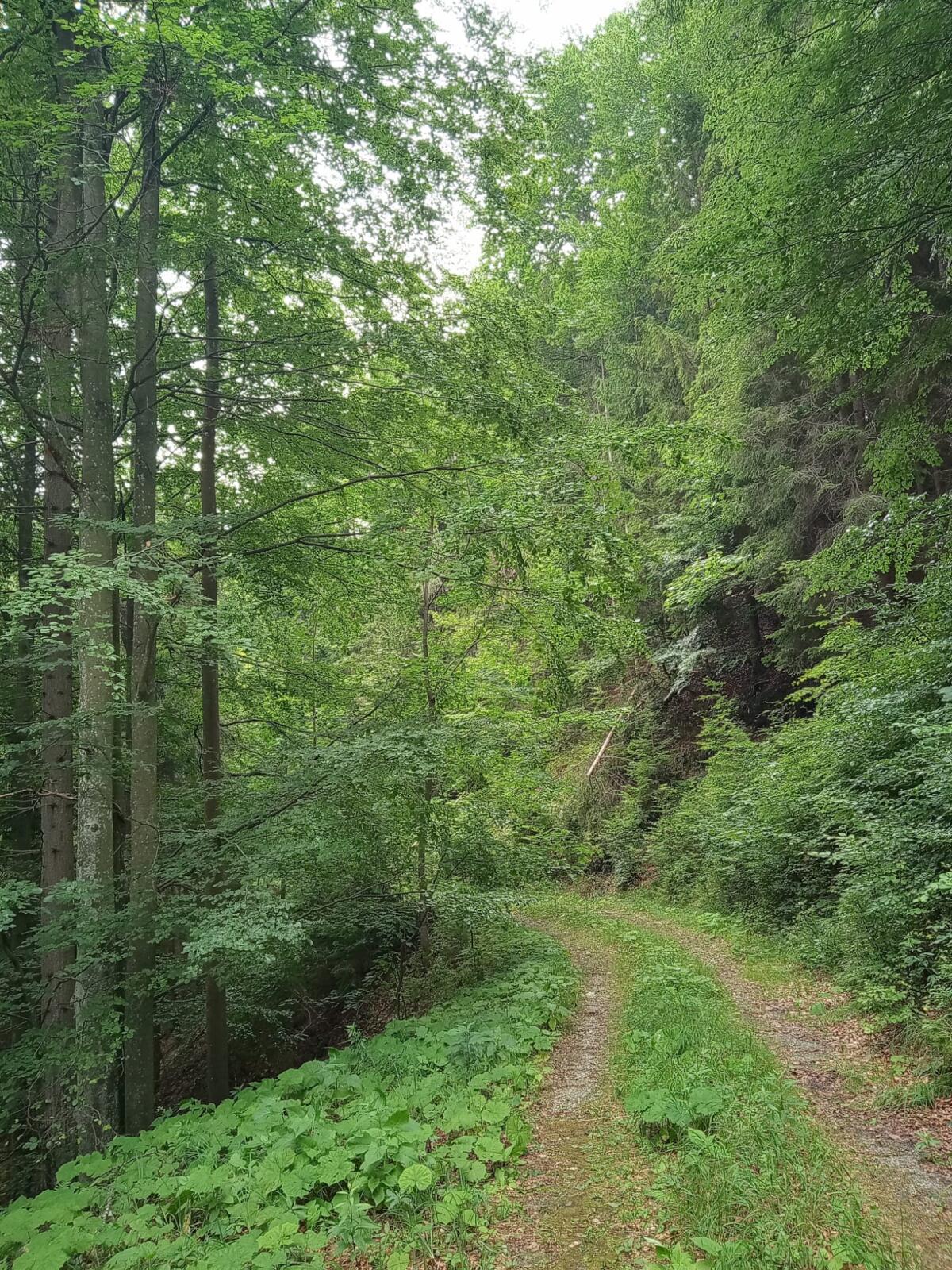 Waldgrundstück 5.860 m² 3