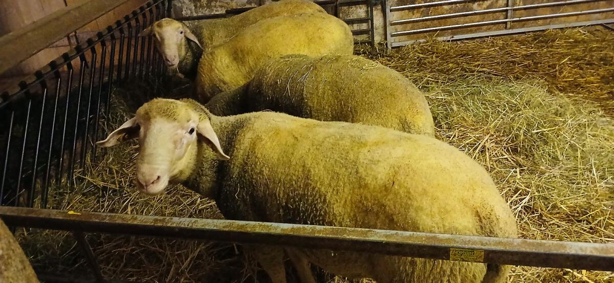 Merinowidder, Schafbock, Widder 2