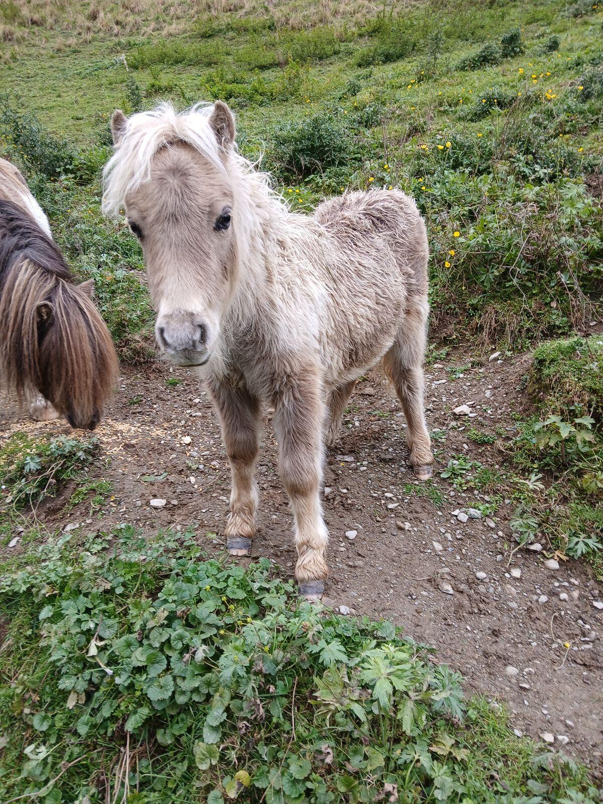 Minishetlandpony 2