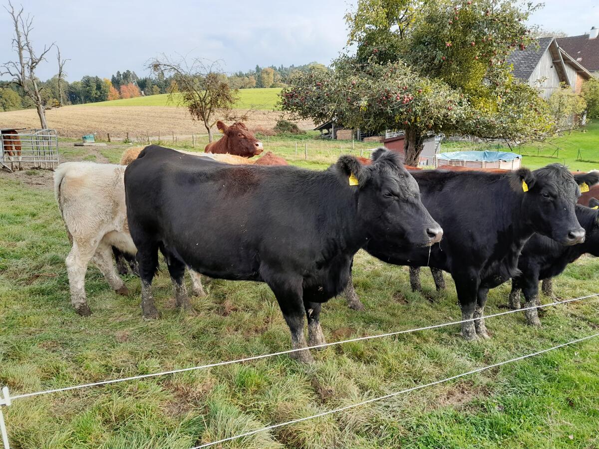 Bio Anguskühe und Kalbinnen 1
