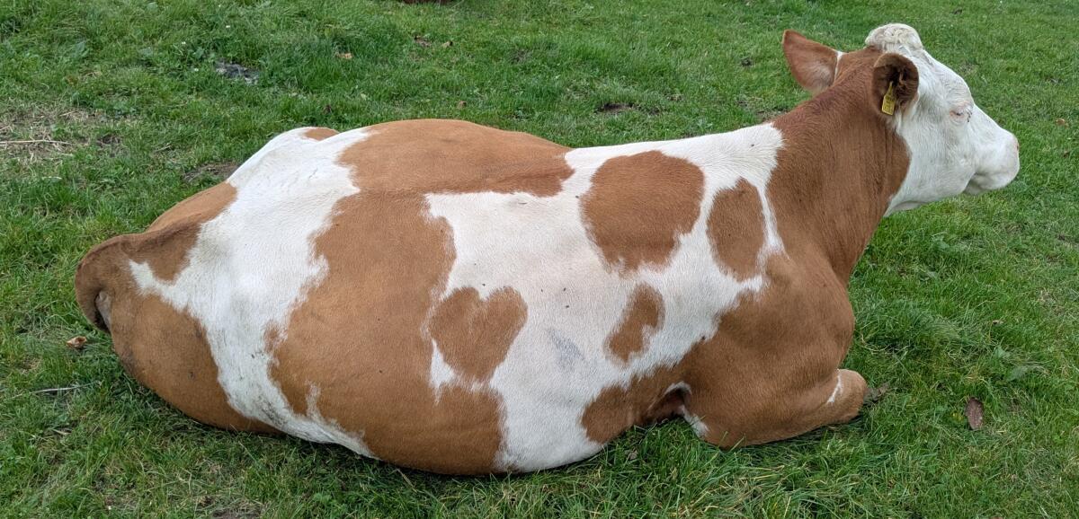 Verkaufe Bio-Mutterkühe mit Kalb (Weidehaltung) 2