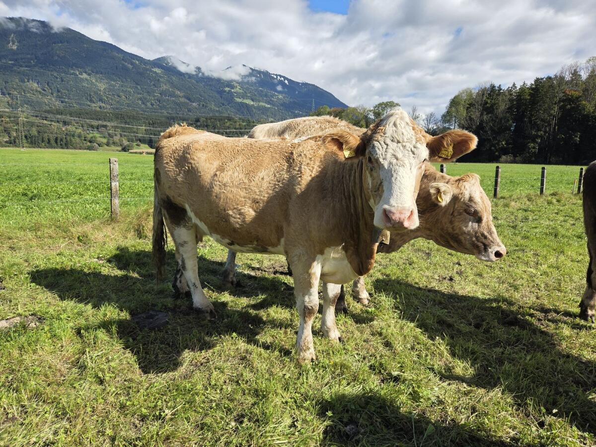 Verkaufe Kalbinnen BIO 2