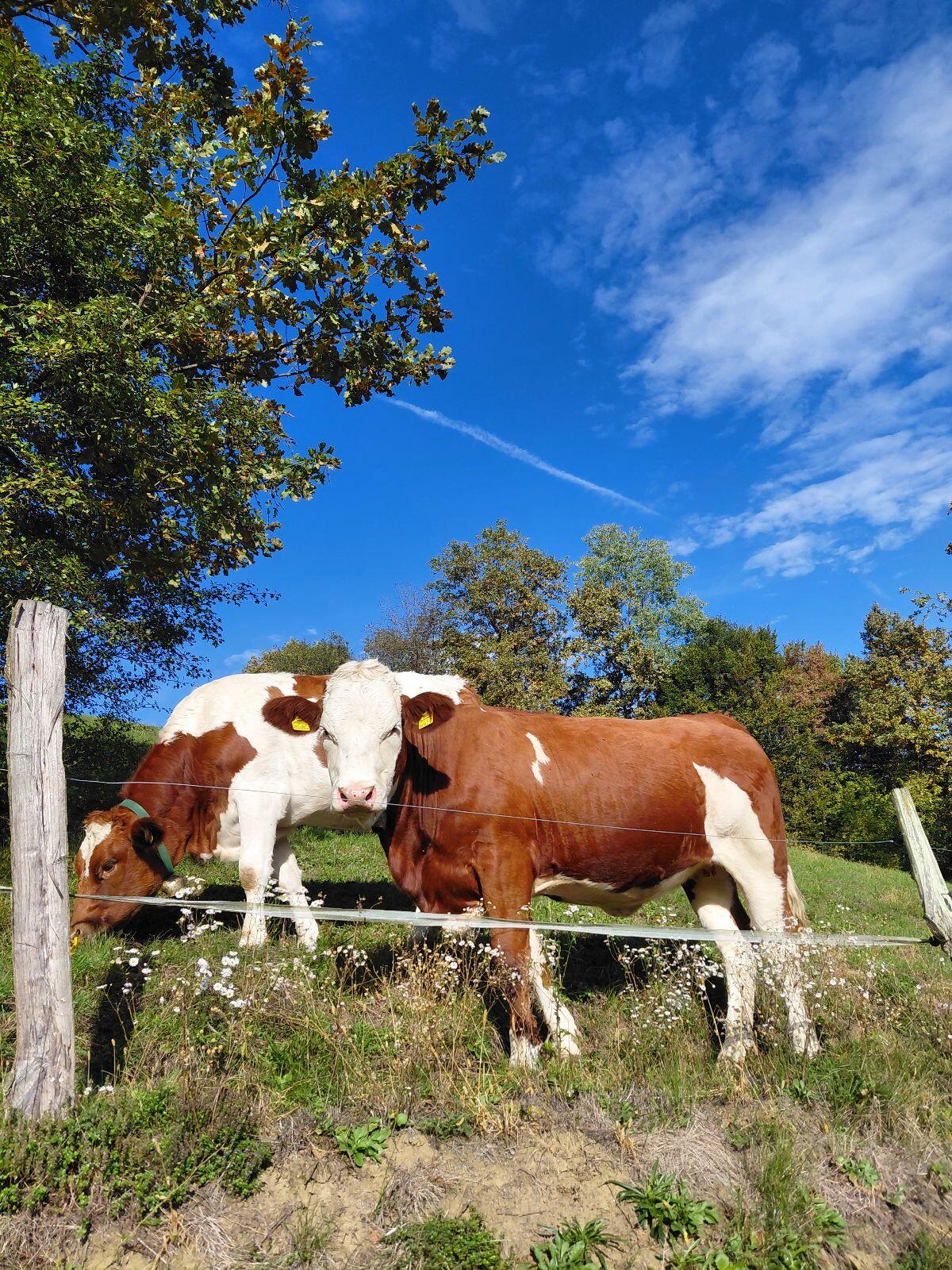 Verkaufe 2 trächtige Bio Kalbinnen 1