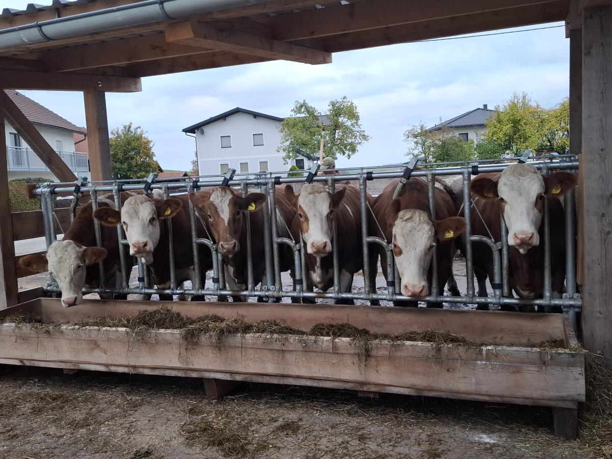 Trächtige Fleckviehkalbinnen zu verkaufen 1