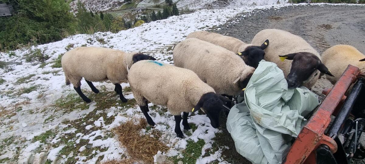 Suffolk Jungwidder 3