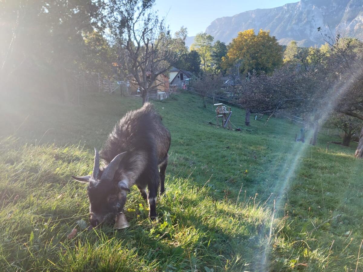 Zwergziegenbock 10 Monate 1