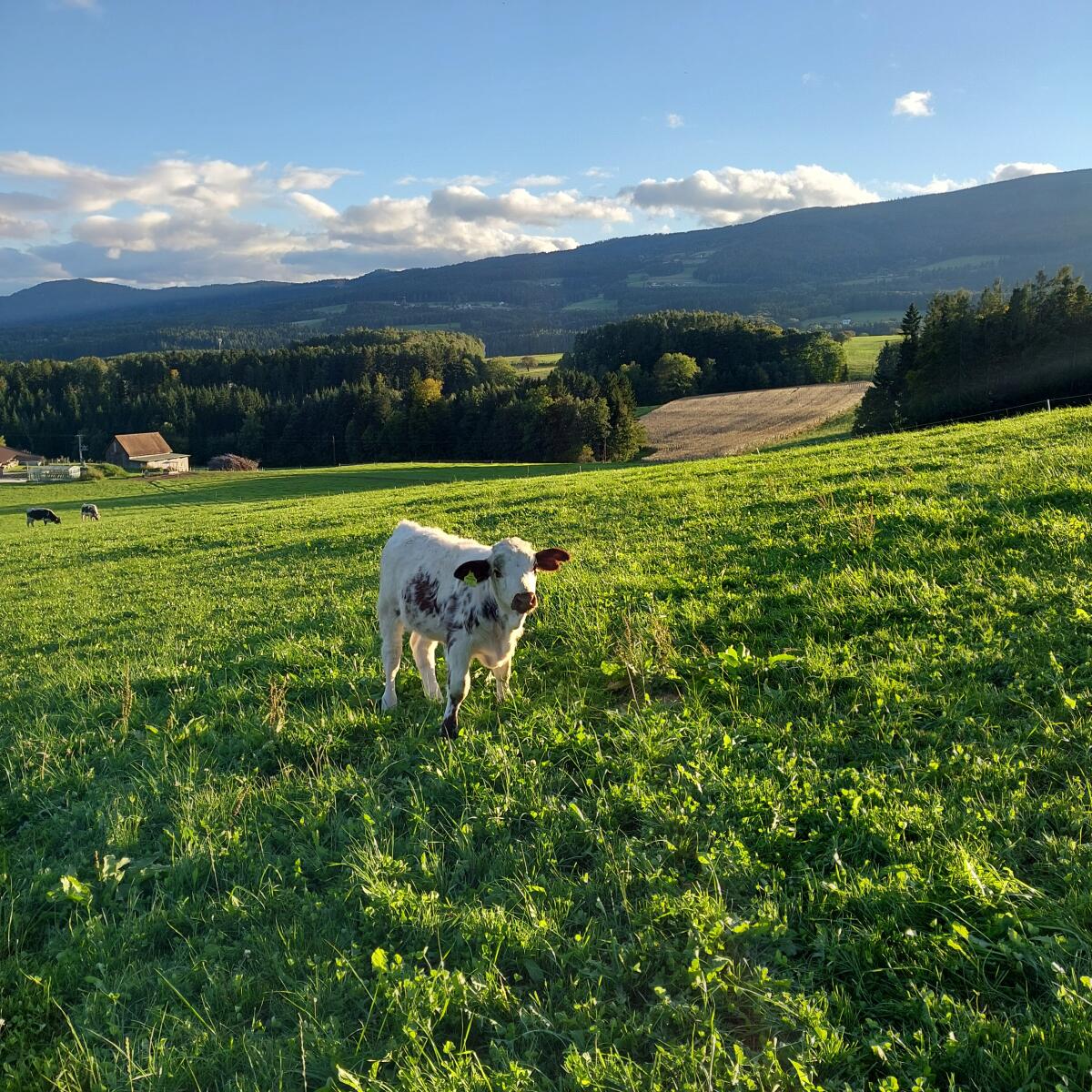 Pustertaler Sprinzen Kalbin Bio 1
