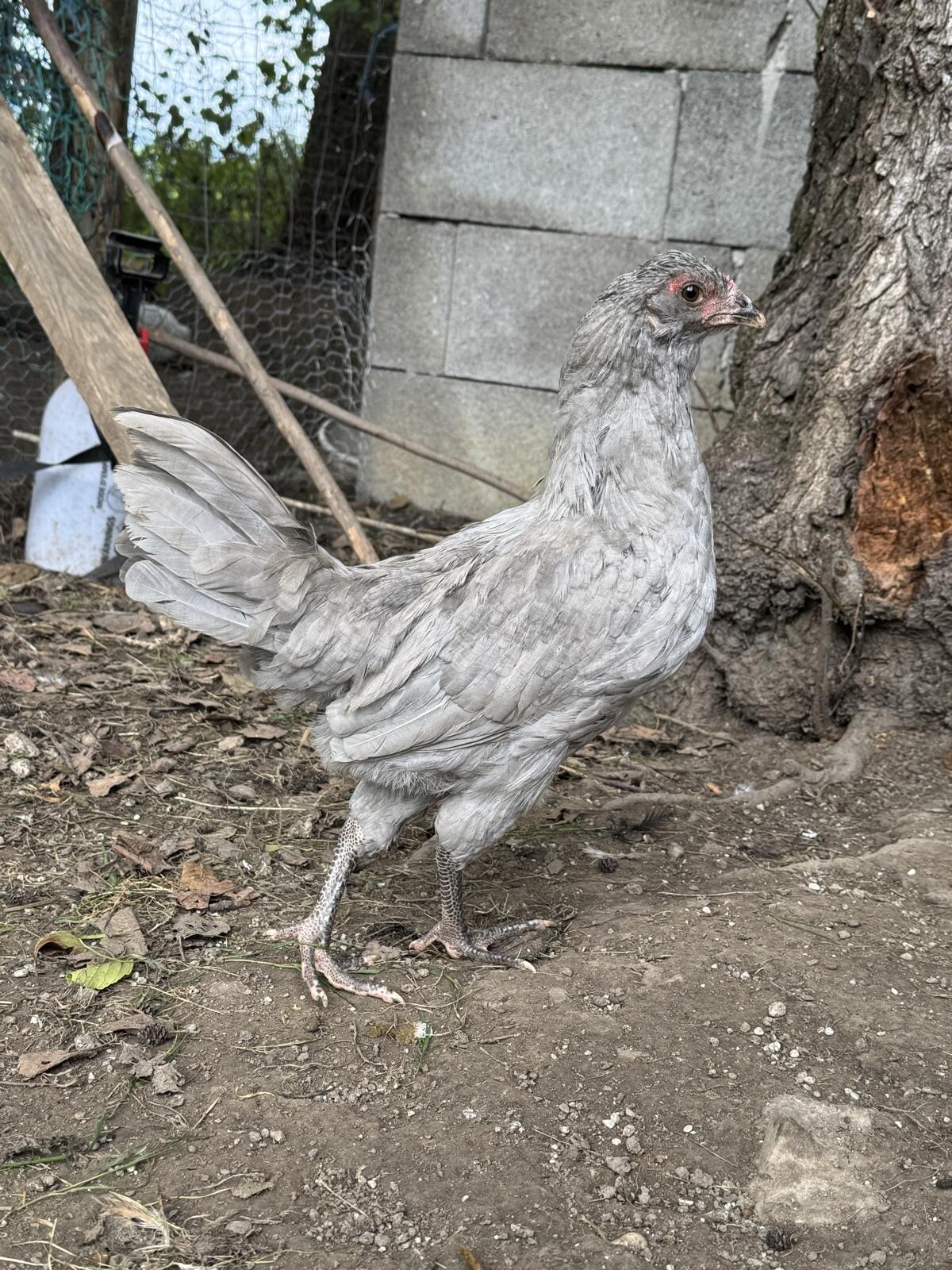 Lavender Araucana Hahn 2