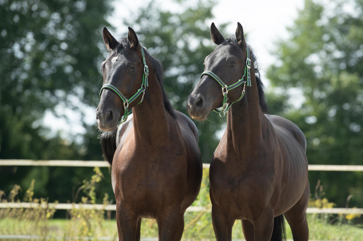 Verkauf Rappgespann Polnische Warmblüter Wielkopolski 1
