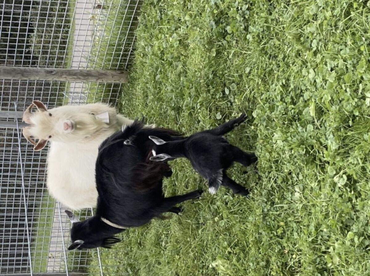 Mini-Ziegenbock 2