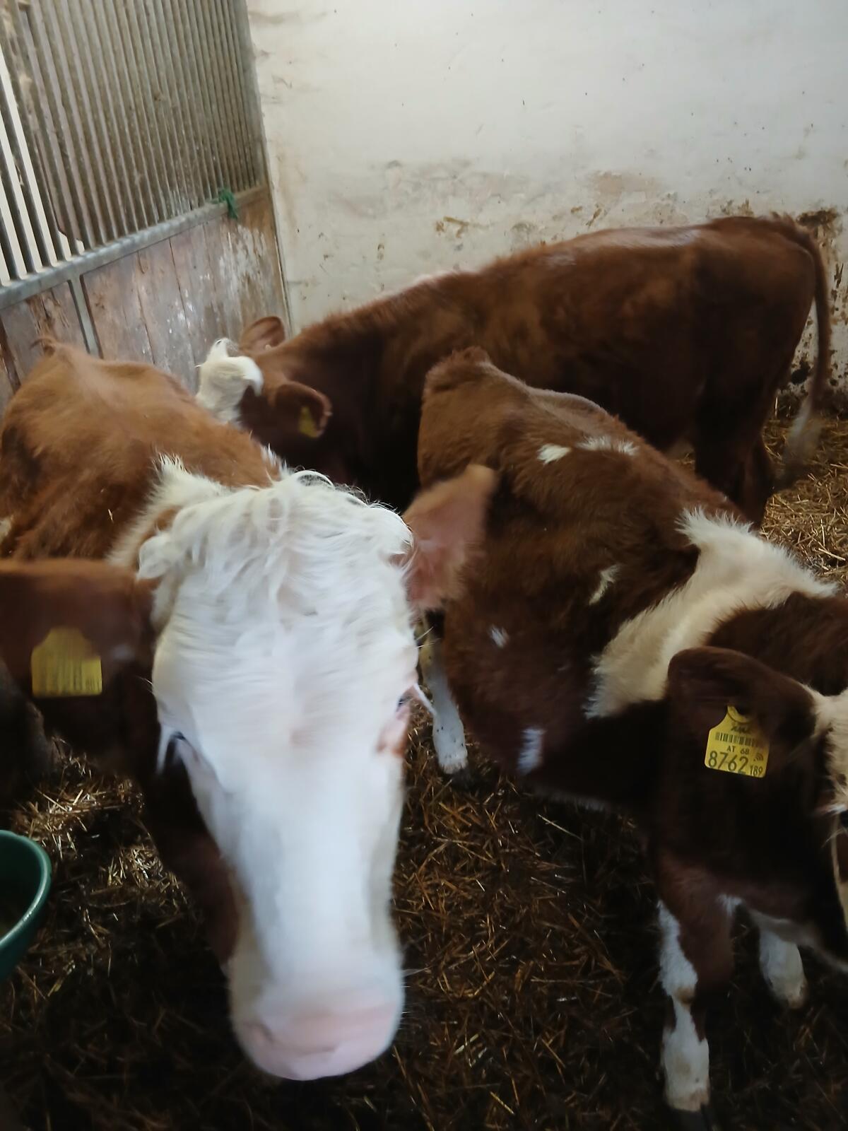 Fresser-FV weiblich 2