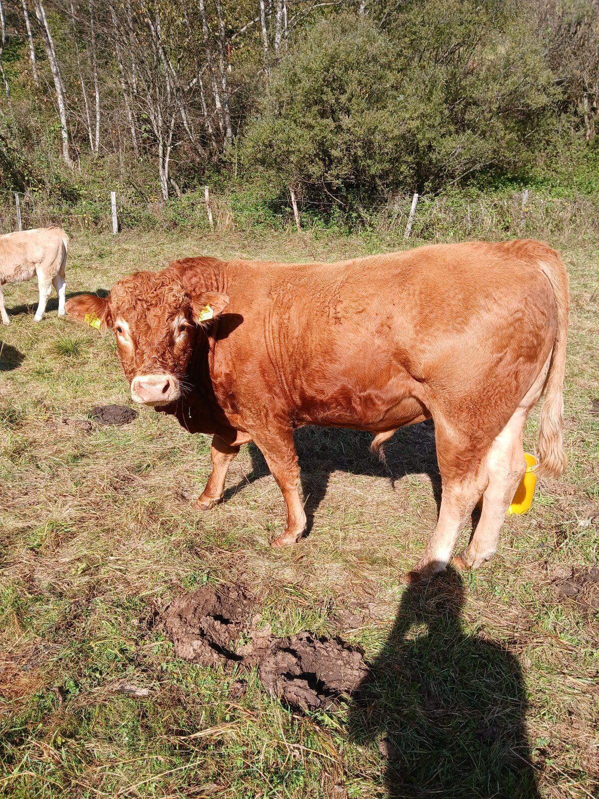 Limousin-Deckstier 2