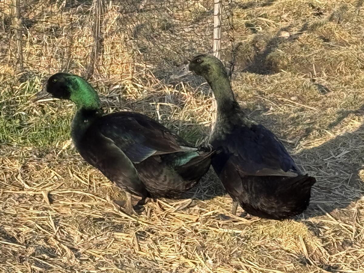 Cayuga Enten Zuchtgruppe 3